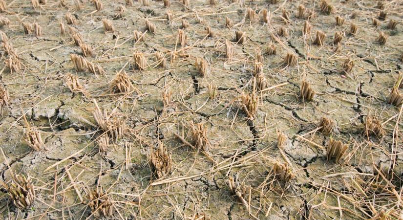 Kemény kijelentést tett a szakember a mezőgazdaság jövőjéről