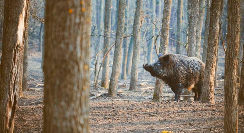 Sertéspestis Magyarországon: kimutatták a vírust egy Baranyában kilőtt vaddisznóban