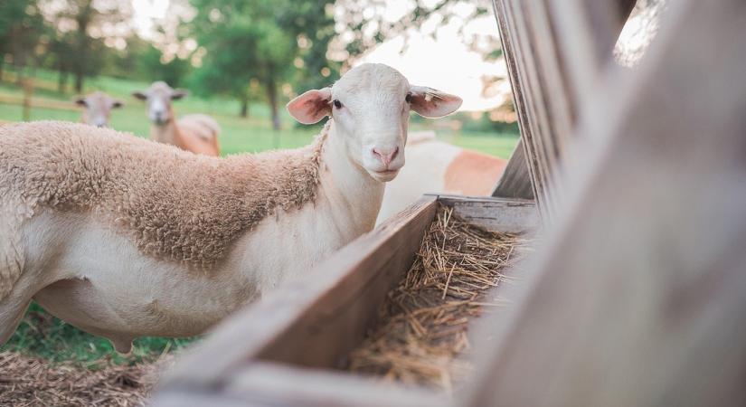 Millióktól estek el az elkeseredett görög gazdák