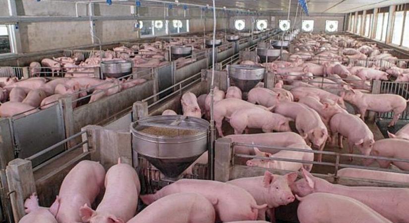 Rémisztő hírek érkeztek: megjelent az afrikai sertéspestis Baranyában