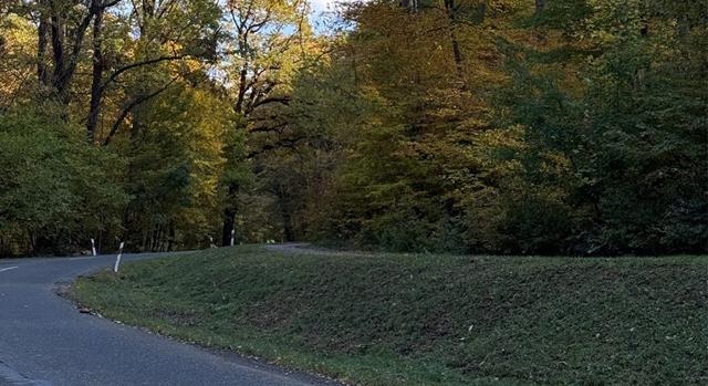 Veszélyessé vált fákat vágnak ki Pécs és Orfű között, többször lesznek lezárások