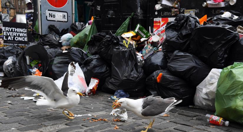 A sirályok nem szeretik, ha rájuk kiabálnak