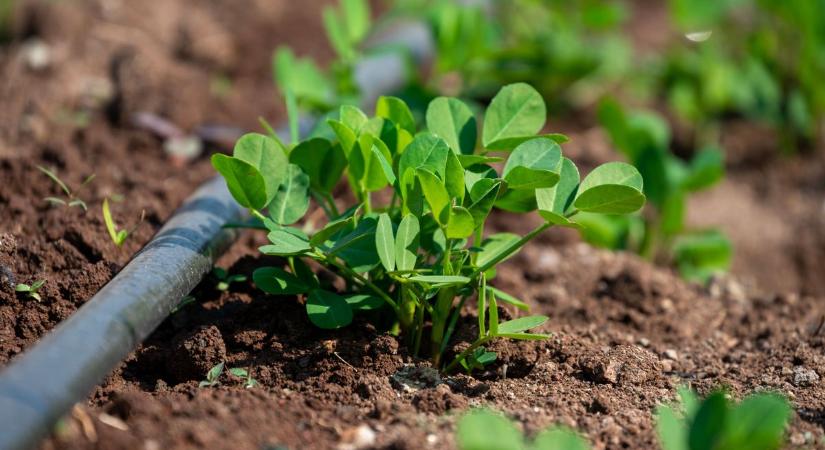 Egyre nagyobb bajban ez a növény, világszerte próbálják megmenteni a kipusztulástól