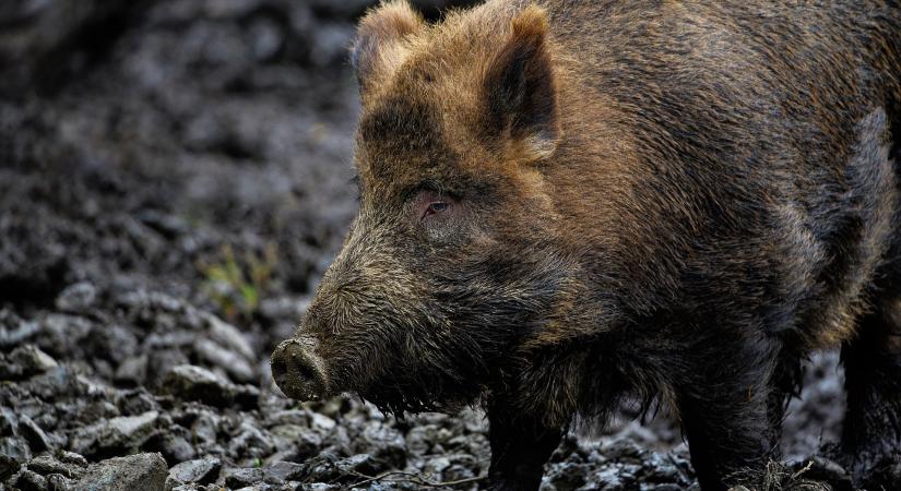 Afrikai sertéspestist mutattak ki Baranya vármegyében
