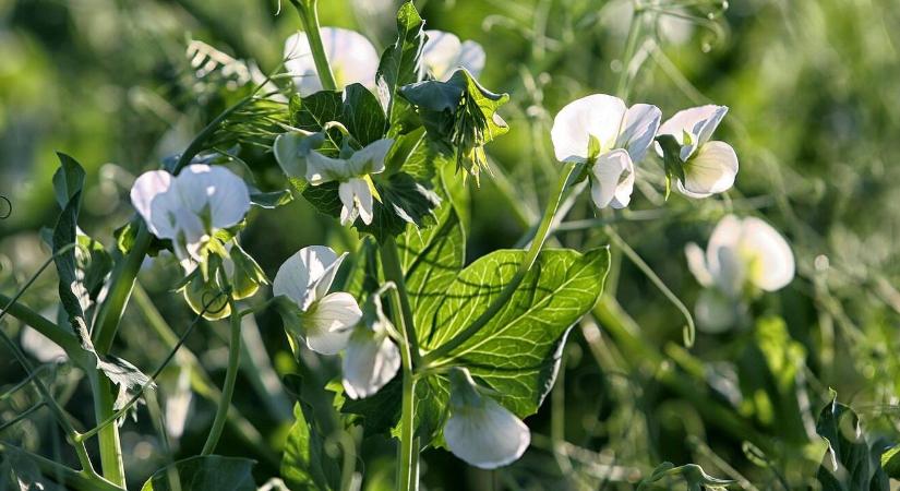 Szójamentes jövő: brit kutatók áttörése