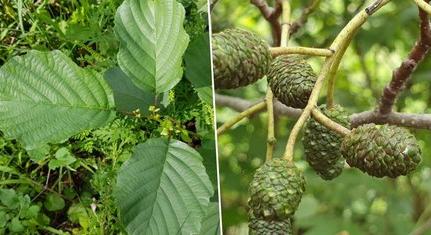 Egy Mecsekben gyakori fajra is voksolhatunk az Év fája versenyen