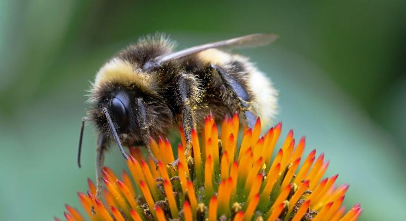 Meglepően komplex dologra tanítottak meg méheket
