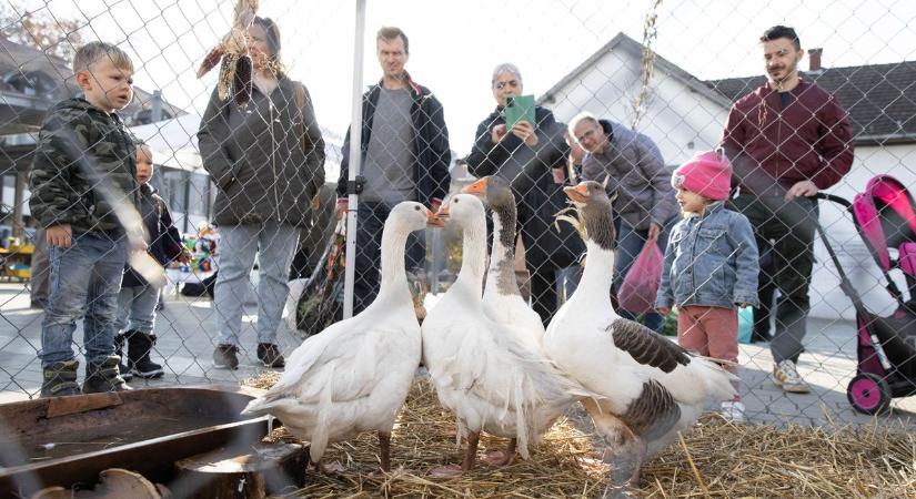 Gá-gá! Nem mindegy, hogy milyen idő volt Márton-napkor. Ilyen télre számíthatunk