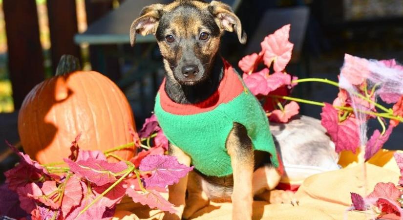 Három apró szív új otthonra vár – Ismerd meg Kefírt, Klumpát és Korát!