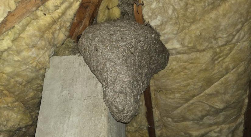 Hemzsegtek a darazsak a dévaványai ház kéményénél – megdöbbentő volt, amit a kamerakép mutatott a padláson