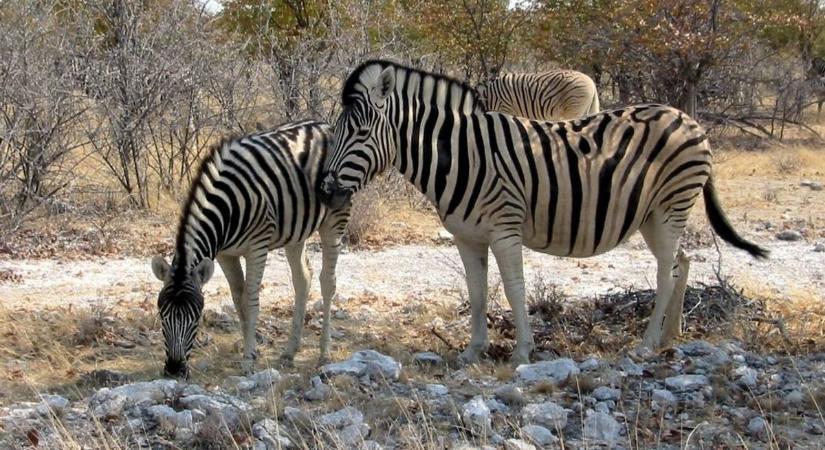 Élő zebra járja Bonyhádot, videó is készült róla – Mutatjuk!