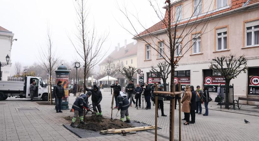 Új fákkal szépül a belváros - fotók
