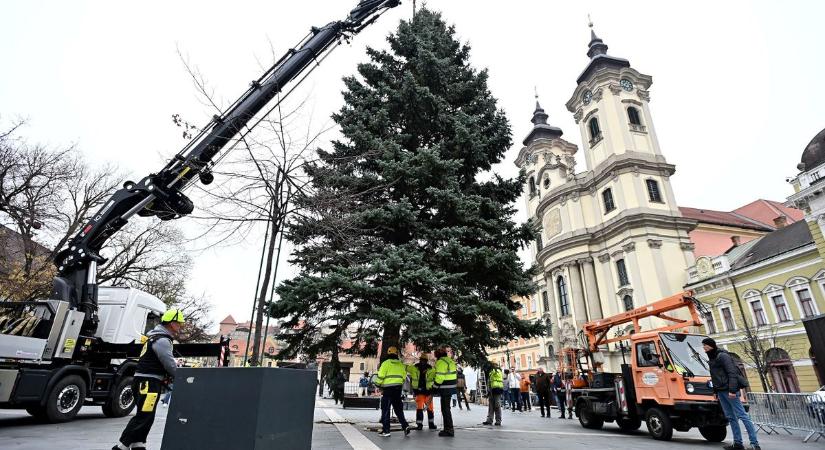 Már a téren Eger karácsonyfája! Olyan díszeket kap, hogy mindenki vele szelfizik majd – fotók, videó