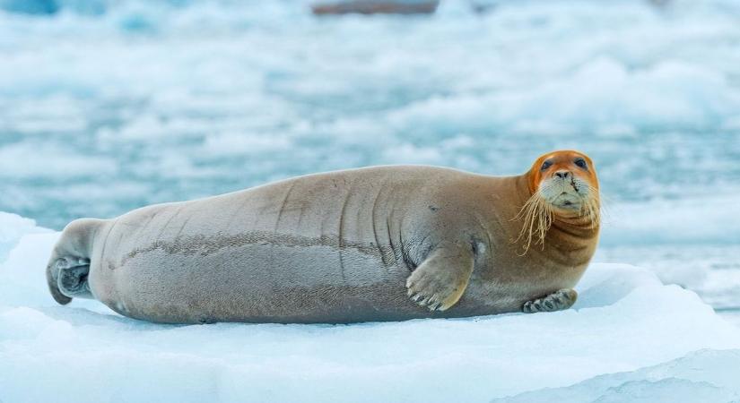 Három sarkvidéki fókafajt is a kihalás fenyeget a jégsapkák olvadása miatt