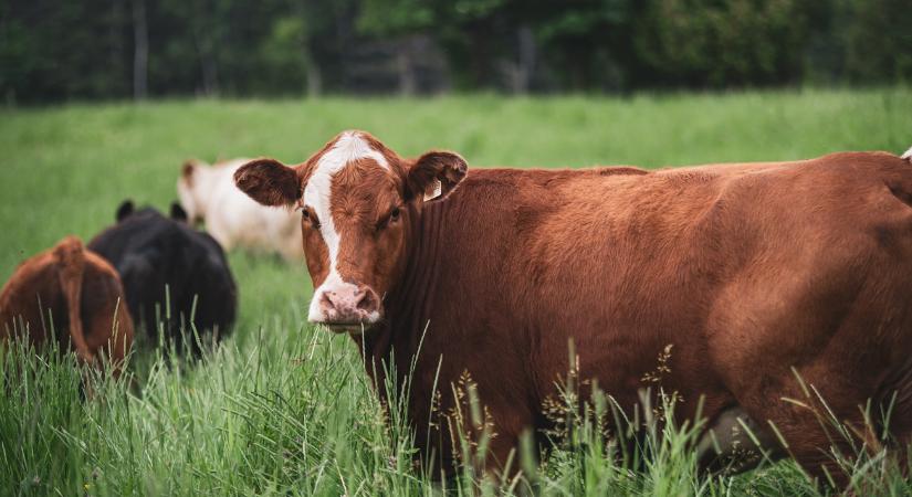 Előrehozott pénzek, új források: ezt megérzik a magyar állattartók