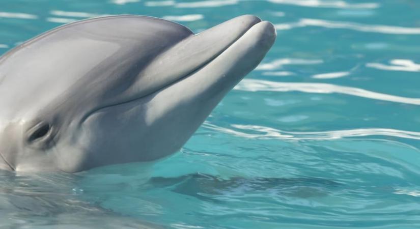 A delfinek és az Alzheimer-kór: amikor a tenger is tükröt tart az emberi elmének