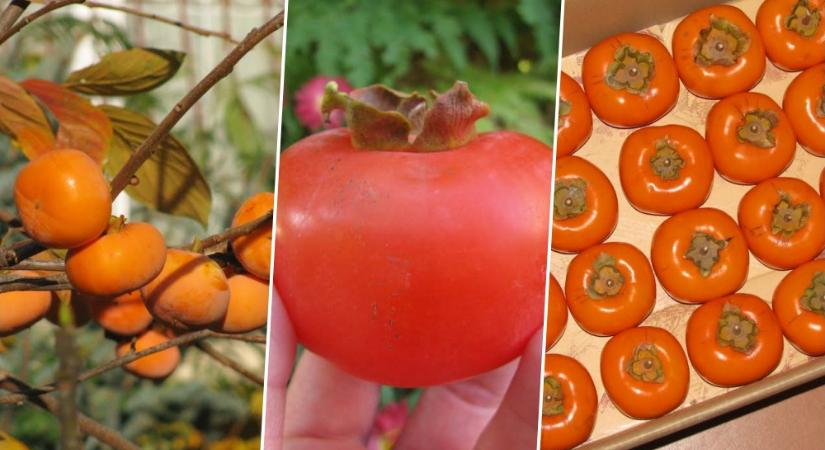 Mikor a legfinomabb a datolyaszilva? – A türelem gyümölcse, amit néha egy alma segít megérlelni