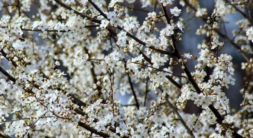 A legolcsóbb fagyvédelem, amit ma meg tudsz csinálni