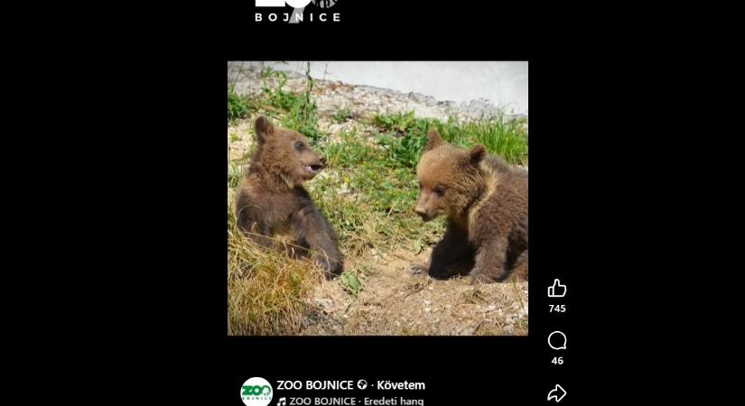 A bajmóci állatkertben elaltatták a rehabilitációs állomáson élő medvebocsot