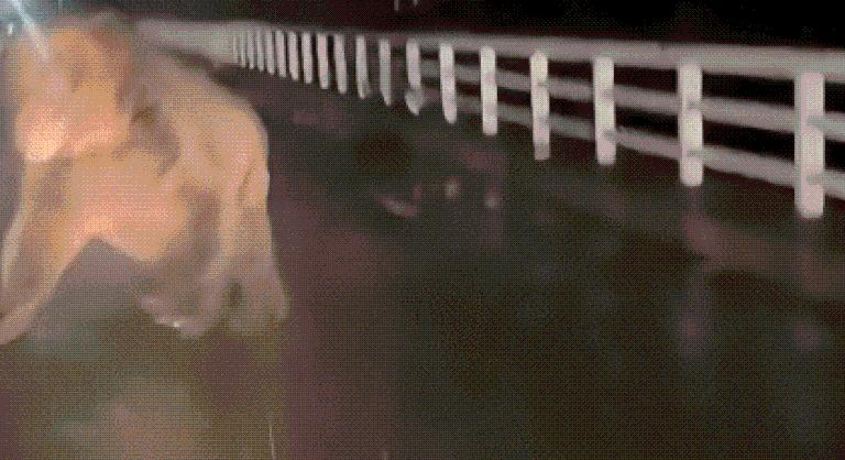 Félelmetes medvetámadást rögzített az autóban reszkető sofőr