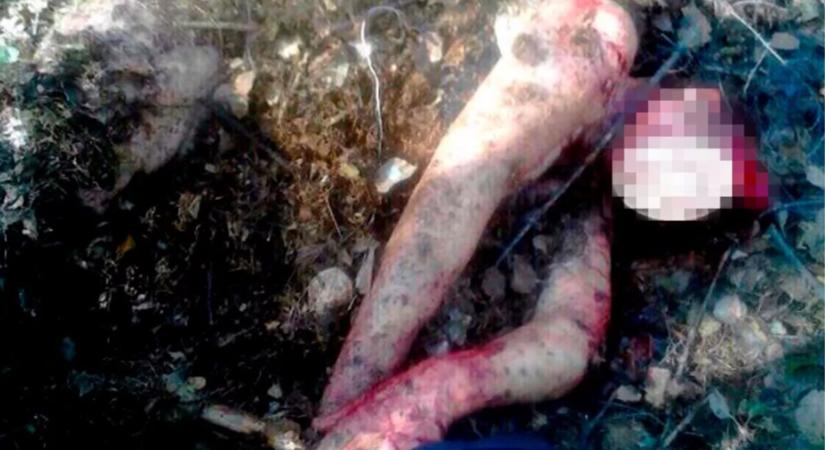 Megskalpolta egy medve, csodával határos módon mégis túlélte az orosz nő