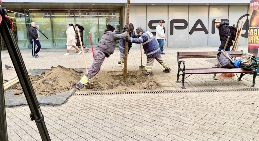 Újra ültették az Arrabona előtti fákat Győrben