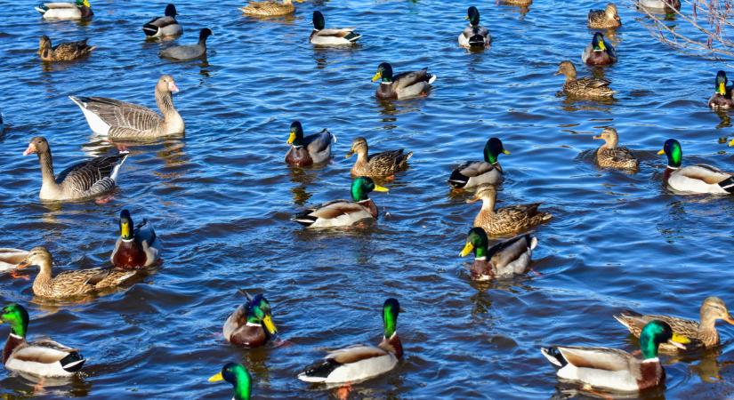 Mindent elleptek a madarak a magyar térségben: kérdés, meddig maradnak