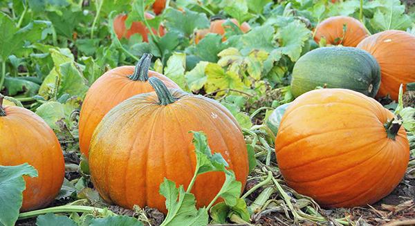 Csak legenda? A sütőtök és a dércsípés