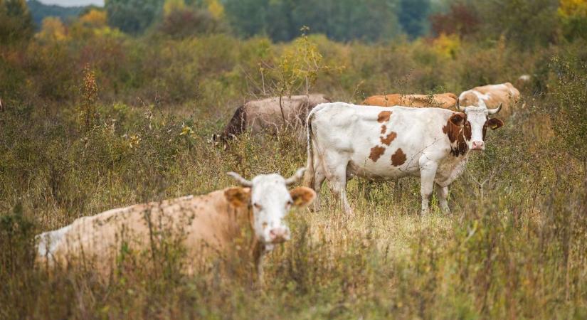 Tizenöt szarvasmarha szabadult el egy hajdú-bihari telepről, már balesetet is okoztak