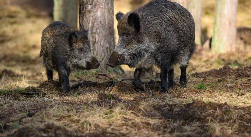 Sertéspestises vaddisznót találtak Baranyában