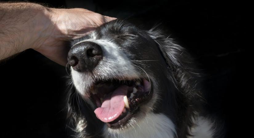 Ezért lehetetlen háziasítani bizonyos állatokat