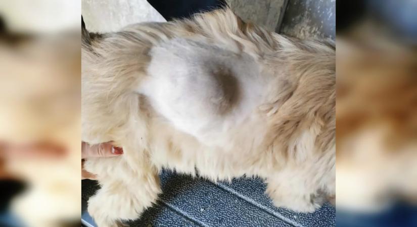 Milliókat vett fel 1 százalékos támogatásból egy hevesi ebrendészeti telep, ahol horror körülmények között tartották a kutyákat