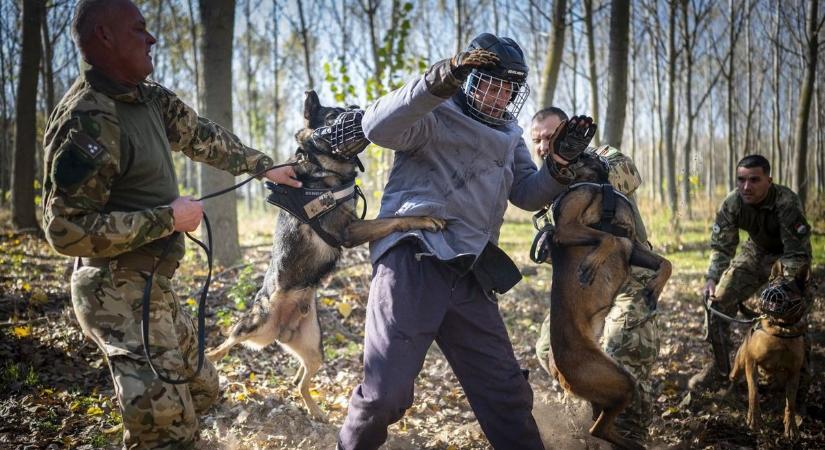 Két pápai németjuhász járőrkutyaként kezdi meg szolgálati „karrierjét"