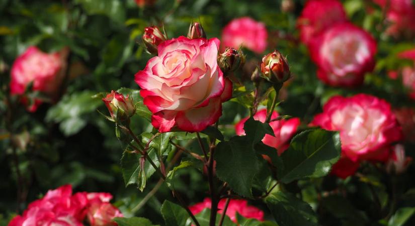 Kertészek szerint ez a legnagyobb hiba, amit rózsával ősszel elkövethetünk