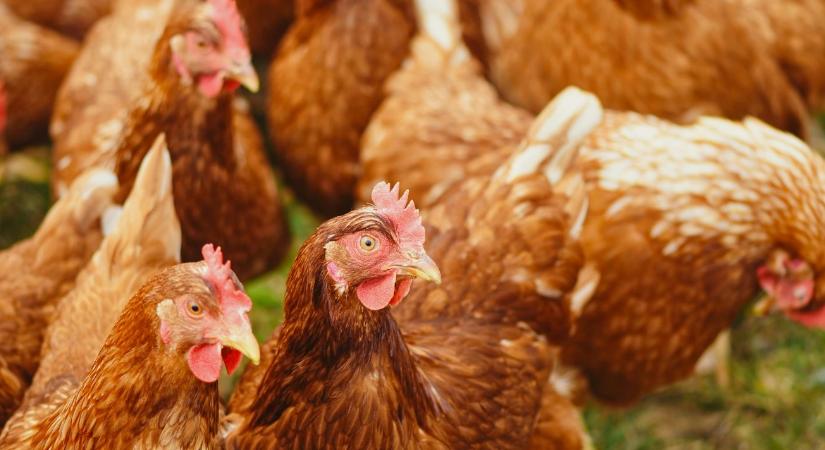 Szörnyű mészárlás: 67 ezer tyúk ment a levesbe Hollandiában