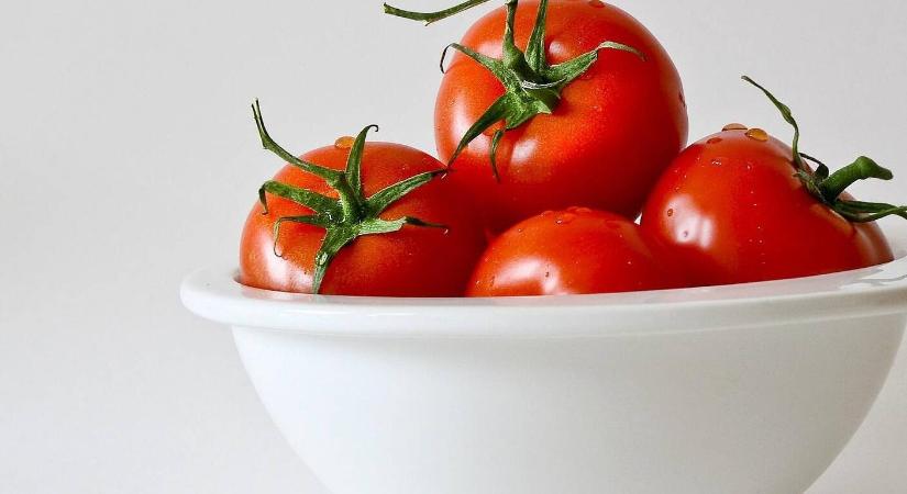 Paradicsomtermesztés növény nélkül?