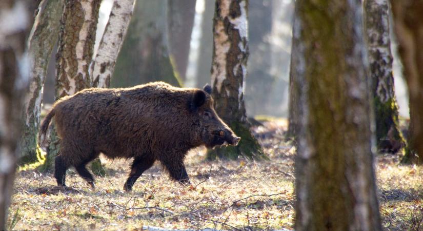 Afrikai sertéspestissel fertőzött vaddisznót találtak Baranyában