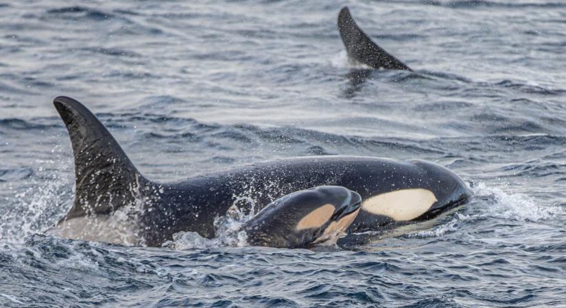 Először sikerült felvenni, ahogy világra jön egy vadon élő kardszárnyú delfin