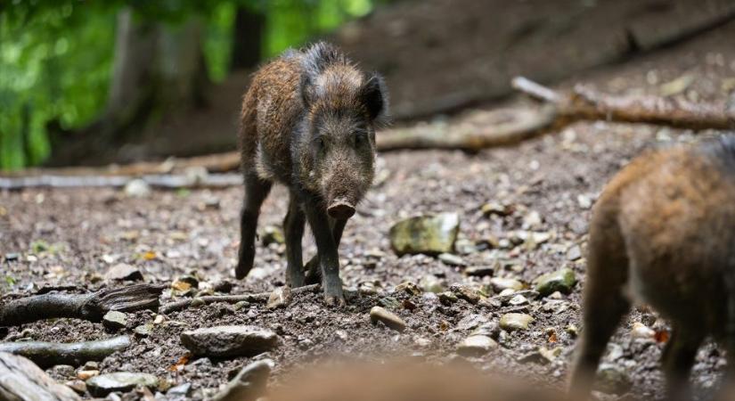 Afrikai sertéspestisessel fertőzött vaddisznót találtak Baranyában