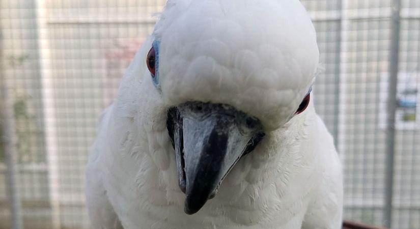 Kereket oldott a kereki kakadu - 150 ezret ér, ha megtalálod!