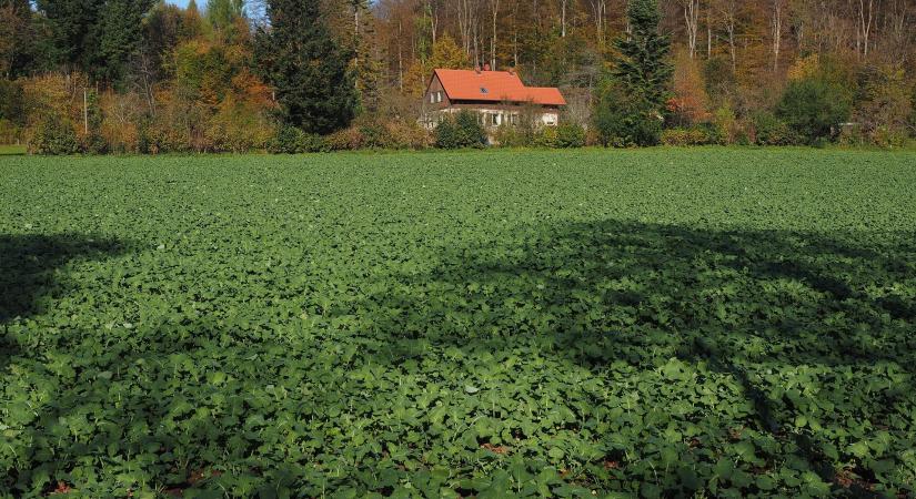 Zöldtrágyázás AKG-ban, fontos szabályok és határidők a gazdálkodóknak