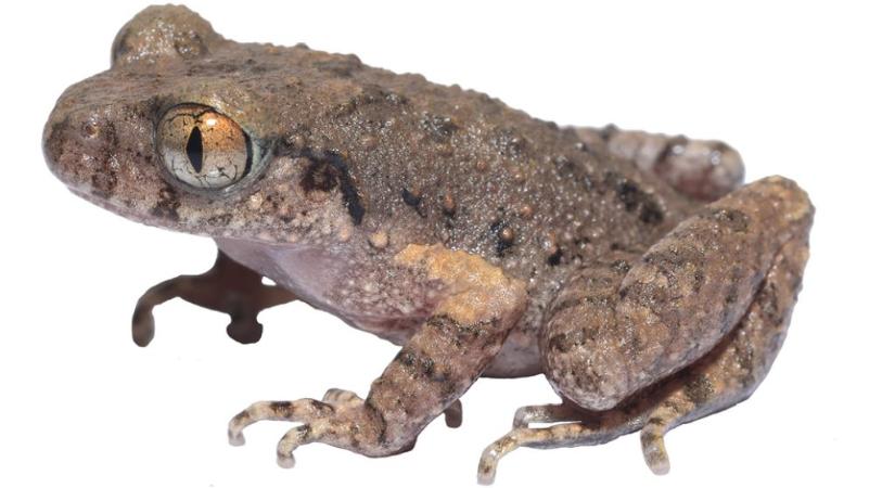 Kungfubéka: új fajt fedeztek fel kínai kutatók