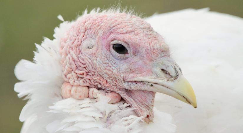 Madárinfluenza vírust mutattak ki egy szentesi pulykaállományban