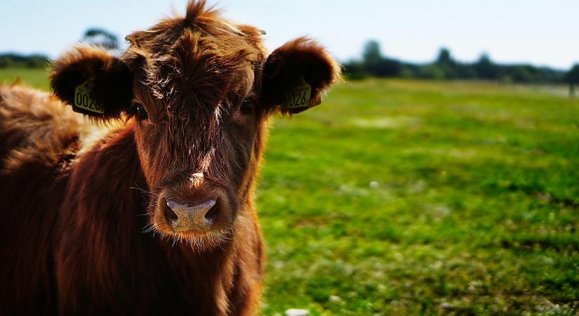 Mi folyik itt, Tiszacsegén? Marha nagy kalamajkába került egy autós