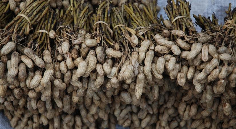 Súlyos veszélyben a kedvenc csemegéd – de van remény