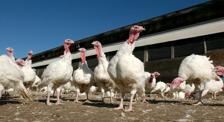 Járvány Szentesen, több mint negyvenezer hízópulykát mészárolnak le