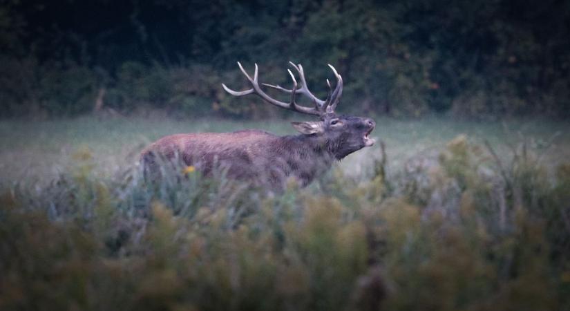 Vigyázat! Kezdődik a vadászat a vasi erdőkben – mutatjuk a helyszíneket és időpontokat!