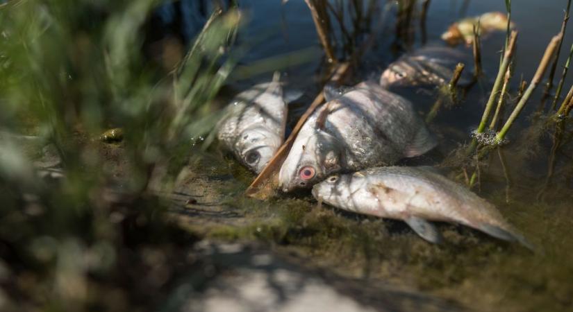 Pusztulnak a halak a Balatonban, most már a gyerekek is értik miért