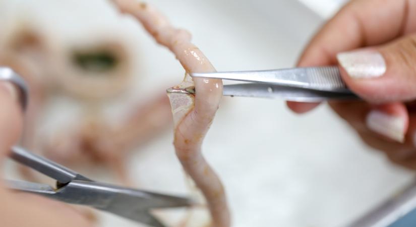 Riadót fújtak: Magyarországon is megjelent a félelmetes parazita