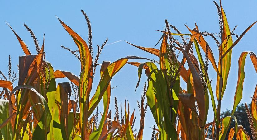 Válságban a dél-alföldi kukoricatermesztés